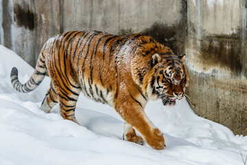 beautiful panthera tigris on a snowy road