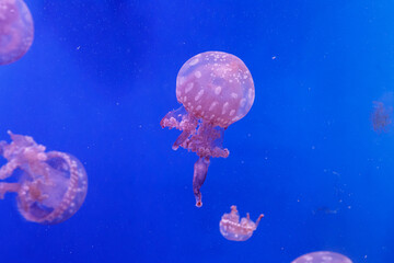 macro of a beautiful jellyfish mastigias papua