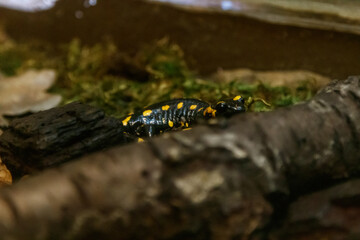 Beautiful lizard in the grass common fire salamander