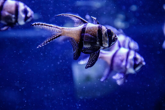 Macro Fish Pterapogon Kauderni (Apogonidae)