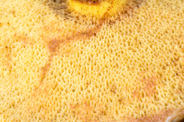 Detail of yellow bottom of the mushroom cap.