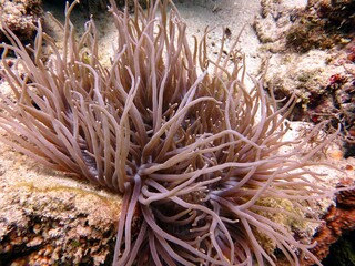 Naklejka na ściany i meble red sea clown fish anemone