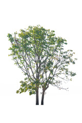 Tree isolated on white background. Included clipping path.