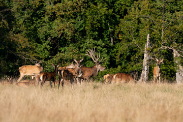 Cerf élaphe, biche, cerf, brame, cervus elaphus