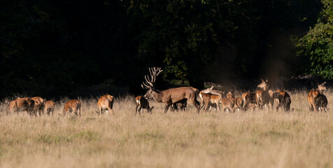 Cerf élaphe, biche, cerf, brame, cervus elaphus