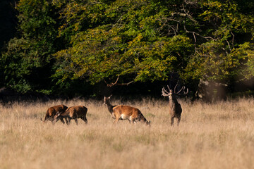 Cerf élaphe, biche, cerf, brame, cervus elaphus