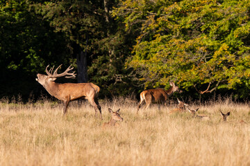 Cerf élaphe, biche, cerf, brame, cervus elaphus