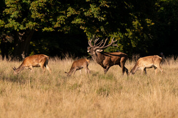 Cerf élaphe, biche, cerf, brame, cervus elaphus