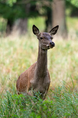 Cerf élaphe, biche, cervus elaphus