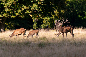 Cerf élaphe, biche, cerf, brame, cervus elaphus