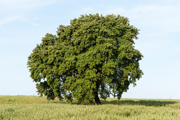 Chêne Vert, Quercus ilex