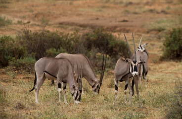 Oryx beïsa, Oryx beisa, Parc national de Samburu, Kenya