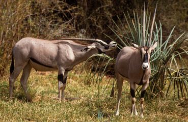 Oryx beïsa, Oryx beisa, Parc national de Samburu, Kenya