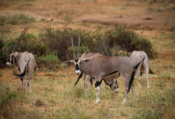 Fototapeta premium Oryx beïsa, Oryx beisa, Parc national de Samburu, Kenya