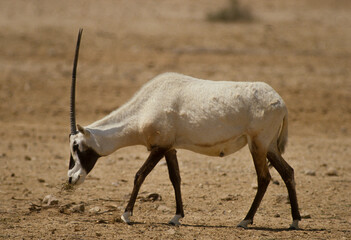 Oryx d'Arabie, Oryx leucoryx