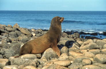 Otarie des Galápagos, Zalophus wollebaeki, Iles Galapogos, Equateur
