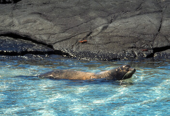 Otarie des Galápagos, Zalophus wollebaeki, Iles Galapogos, Equateur