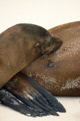 Otarie des Galápagos, femelle et jeune, Zalophus wollebaeki, Iles Galapogos, Equateur