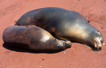 Otarie des Galápagos, femelle et jeune, Zalophus wollebaeki, Iles Galapogos, Equateur