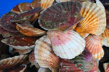 Fresh scallops in the shell at a seafood market in France