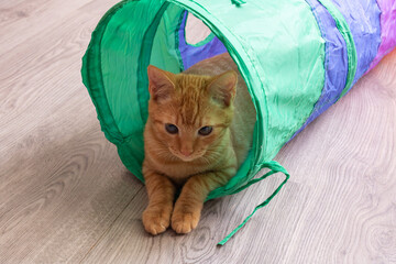 Ginger kitten playing with a toy tunnel