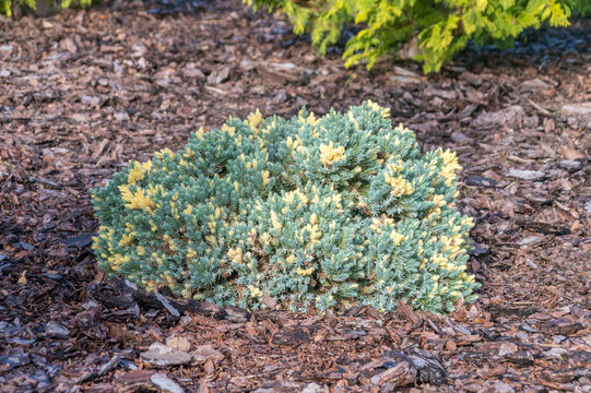 Juniperus squamata Floreant. Juniperus squamata, the flaky juniper or Himalayan juniper, is a species of coniferous shrub in the cypress family Cupressaceae, native to the Himalayas and China.
