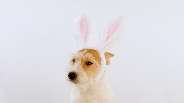 A portrait of the muzzle of a ginger dog with hare ears in profile. Isolated on white background. Easter holiday concept.