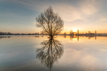 Sunrise above the floods with the symmetrical reflection of a tree.