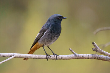 Black redstart (Phoenicurus ochruros) perching on a branch. Out of focus background.