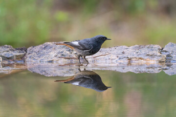 Black redstart (Phoenicurus ochruros) on water with reflection. Horizontal view and out of focus background.