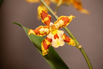 Fototapeta premium Orange-rot gefleckte Odontoglossum-Blüte in Nahaufnahme
