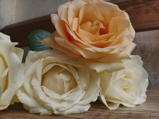 The rose that is picked when it blooms