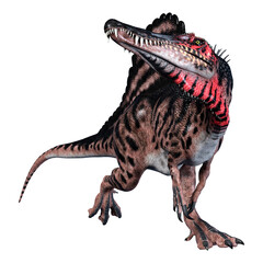 3D Rendering Dinosaur Spinosaurus on White