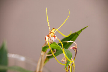 Orchideen, Blüten