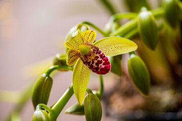 Naklejka na ściany i meble Orchideen, Blüten