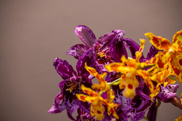 Naklejka premium Violett-orange Odontoglossum-Orchidee mit Blütenstand in Nahaufnahme