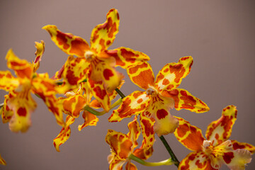 Fototapeta na wymiar Orchideen, Blüten