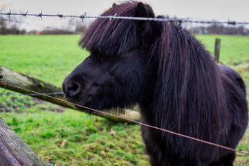 Small happy black pony by the fence