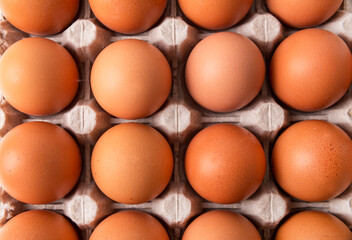 Egg box with brown eggs isolated on white background. Fresh organic chicken eggs in carton pack with copy space