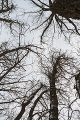 tree branches against sky