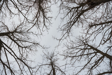 branches against cloudy sky