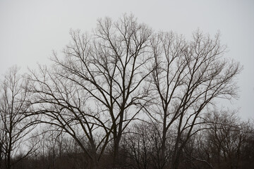 trees and gray sky