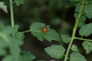Ladybug feeding on organically grown cherry tomato (Solanum diploconos) leaves in the city of Rio de Janeiro, RJ.
