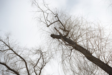 Fototapeta na wymiar willow branches against cloudy sky