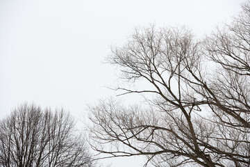 Fototapeta na wymiar tree in winter