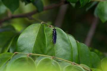 The black soldierfly (Hermetia illucens) is a species of brachyceran dipteran in the family Stratiomyidae. This was found under leaves of starfruit (Averrhoa carambola) in Rio de Janeiro, Brazil.