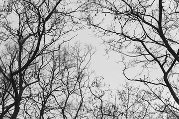 Fototapeta na wymiar silhouette of tree branches in winter