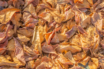 group of yellow dry leaves