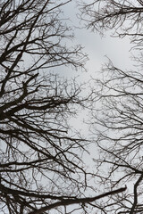 branches against cloudy blue sky in winter