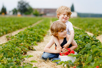 Two little siblings preschool boys having fun on strawberry farm in summer. Children, happy cute twins eating healthy organic food, fresh strawberries as snack. Kids helping with harvest